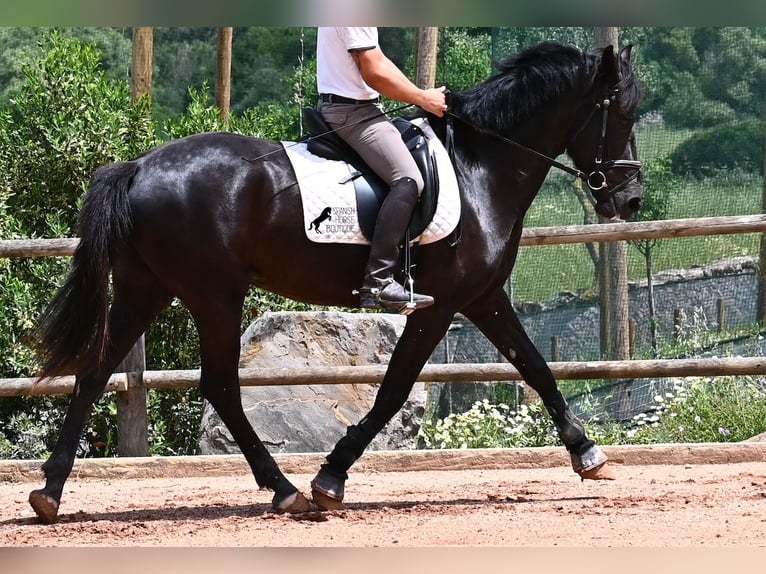 Minorquin Jument 5 Ans 165 cm Noir in Menorca