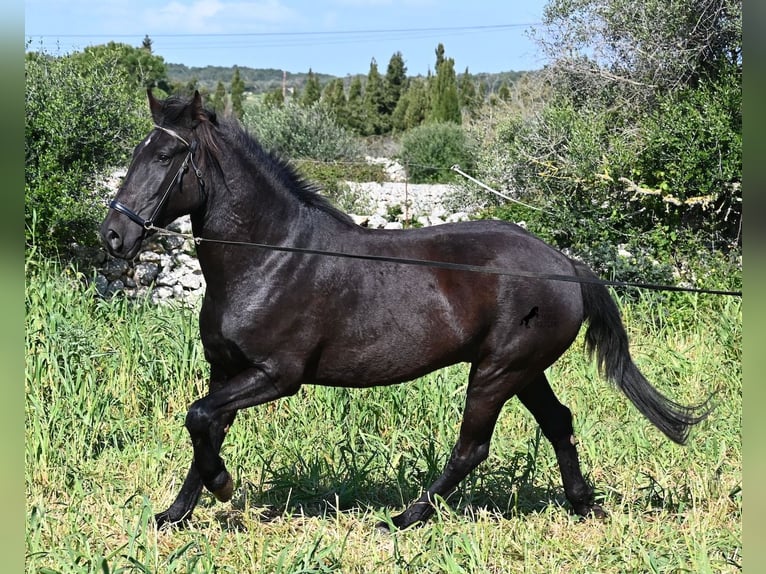 Minorquin Jument 5 Ans 167 cm Noir in Menorca