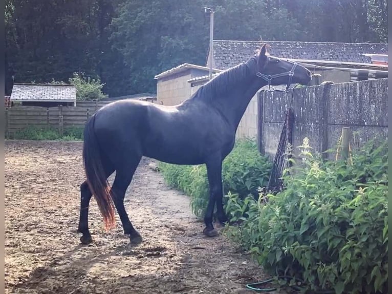 Minorquin Jument 6 Ans 164 cm Noir in Herenthout