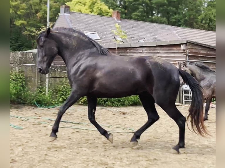 Minorquin Jument 6 Ans 164 cm Noir in Herenthout