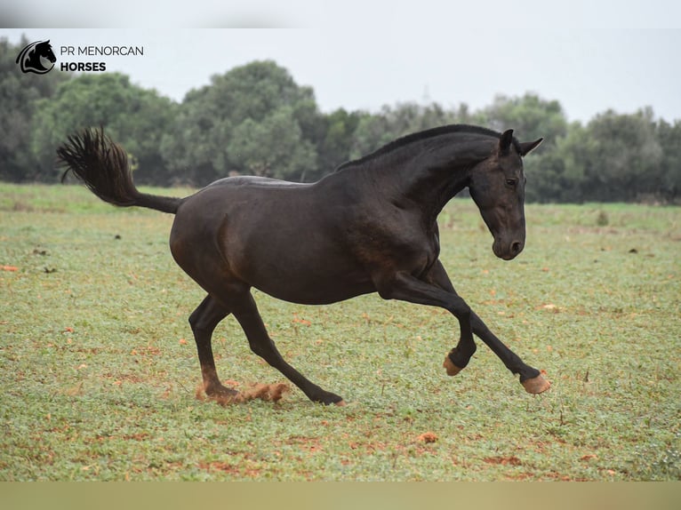 Minorquin Jument 7 Ans 151 cm Noir in Menorca