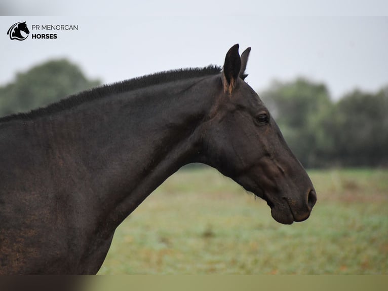 Minorquin Jument 7 Ans 151 cm Noir in Menorca