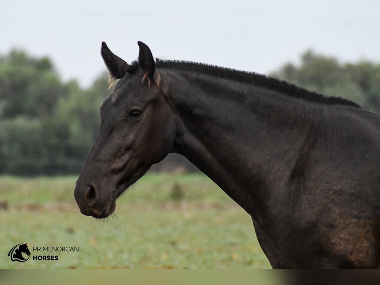 Minorquin Jument 7 Ans 151 cm Noir in Menorca