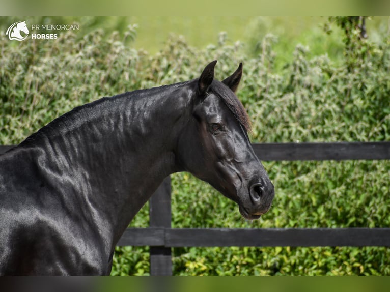 Minorquin Jument 7 Ans 160 cm Noir in Kent
