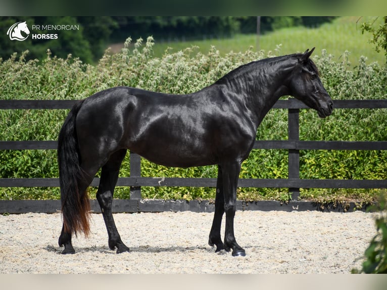 Minorquin Jument 7 Ans 160 cm Noir in Kent