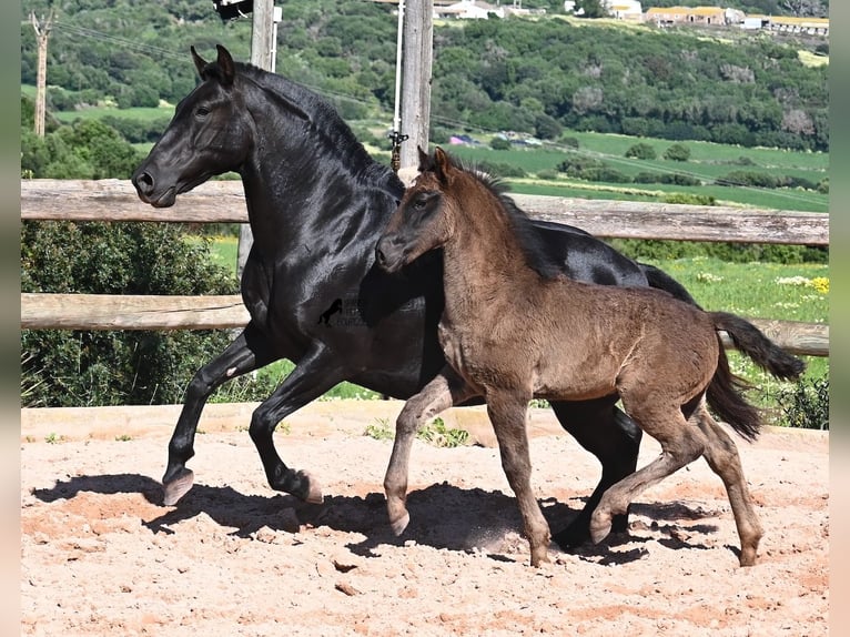 Minorquin Jument 8 Ans 153 cm Noir in Menorca