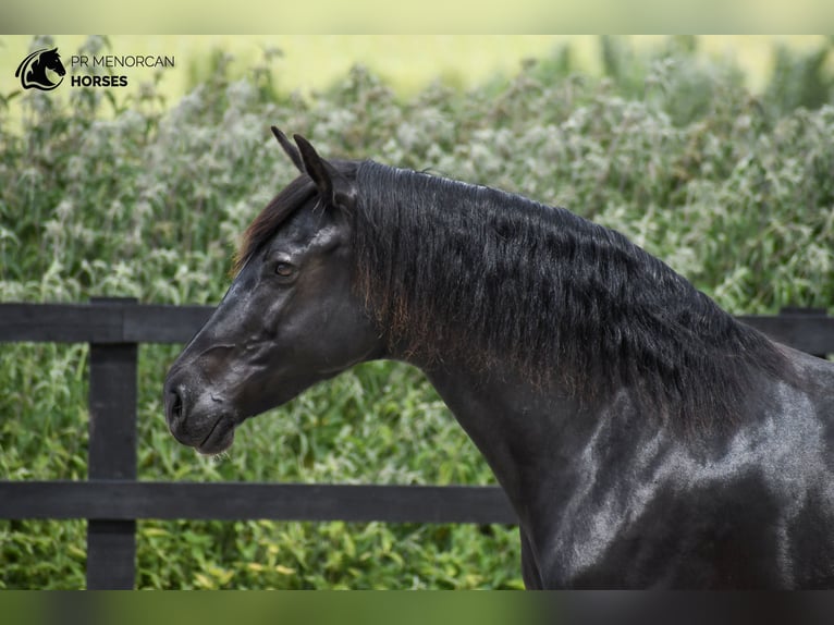 Minorquin Jument 8 Ans 160 cm Noir in Kent