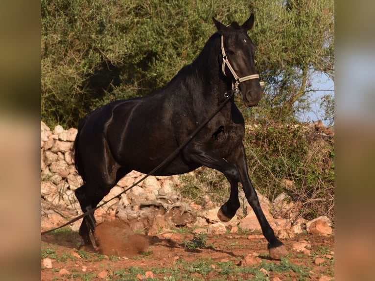 Minorquin Jument 8 Ans 160 cm Noir in Menorca