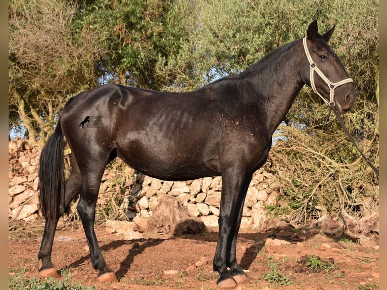 Minorquin Jument 8 Ans 160 cm Noir in Menorca