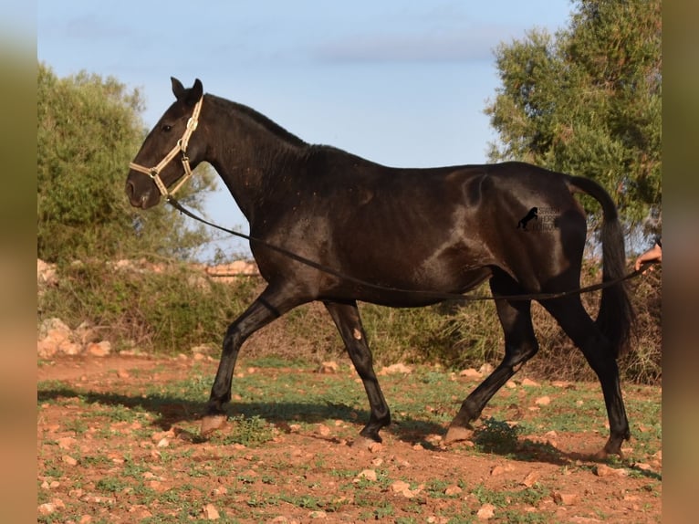 Minorquin Jument 8 Ans 160 cm Noir in Menorca