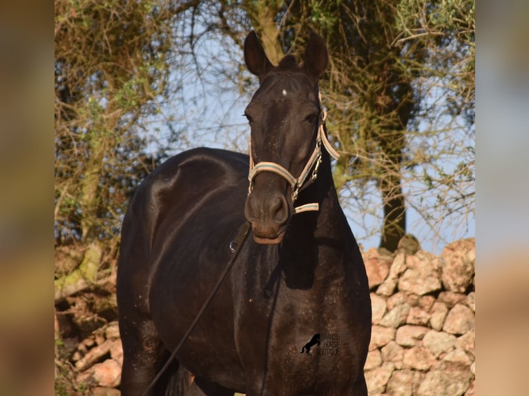 Minorquin Jument 8 Ans 160 cm Noir in Menorca