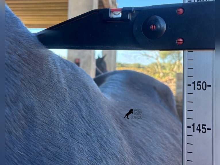 Minorquin Jument 9 Ans 154 cm Noir in Menorca