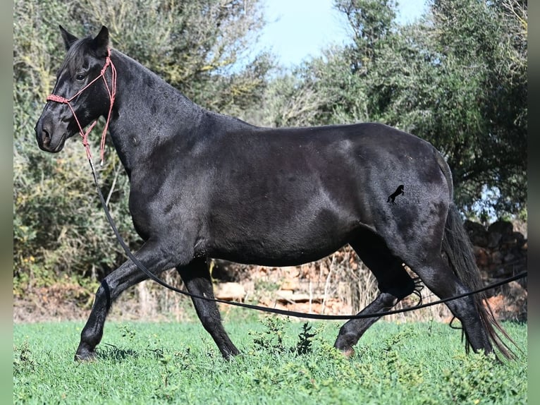 Minorquin Jument 9 Ans 154 cm Noir in Menorca
