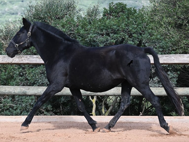 Minorquin Jument 9 Ans 156 cm Noir in Menorca