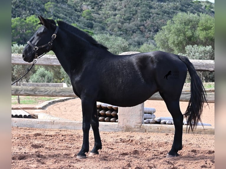 Minorquin Jument 9 Ans 156 cm Noir in Menorca