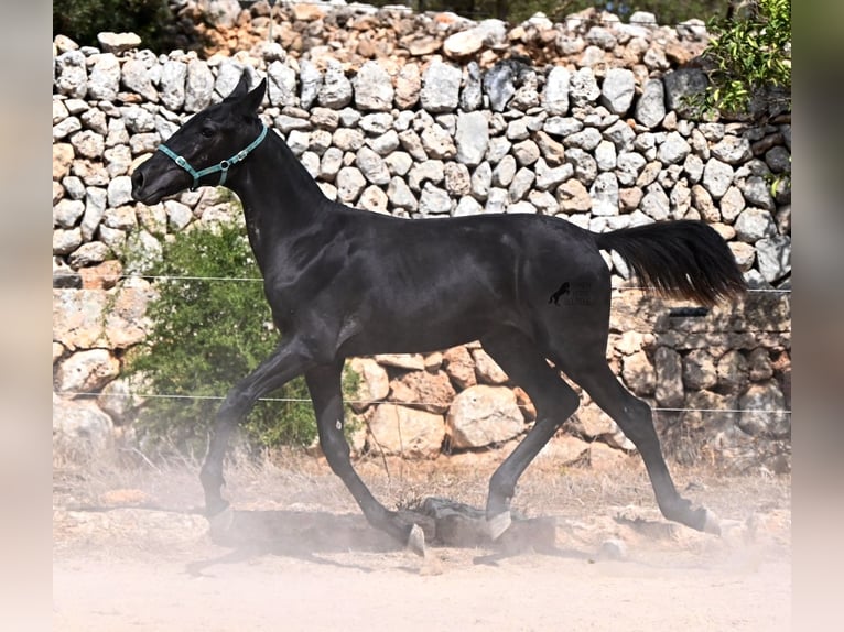 Minorquin Jument Poulain (01/2026) 158 cm  in Menorca