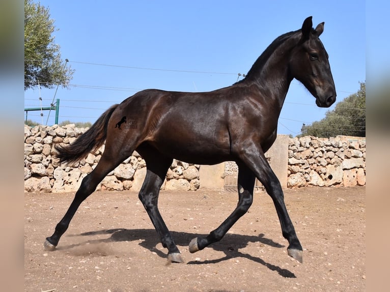 Minorquin Jument Poulain (01/2024) 160 cm Noir in Menorca