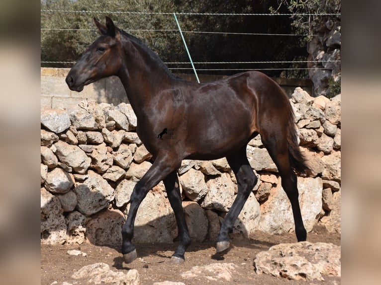 Minorquin Jument Poulain (01/2024) 160 cm Noir in Menorca