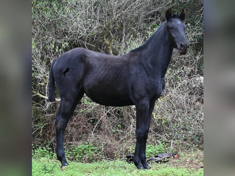 Minorquin Jument Poulain (02/2025) 163 cm Noir in Menorca