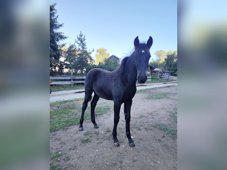 Minorquin Jument Poulain (04/2026) 163 cm Noir in GSCHWEND