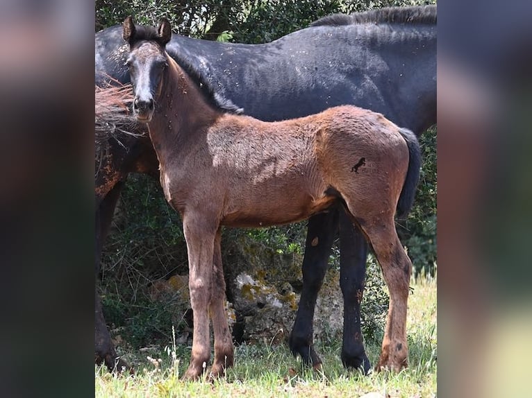 Minorquin Jument Poulain (02/2025) 163 cm Noir in Menorca