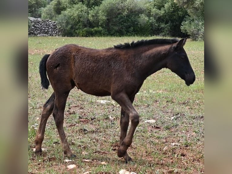 Minorquin Jument Poulain (02/2025) 163 cm Noir in Menorca