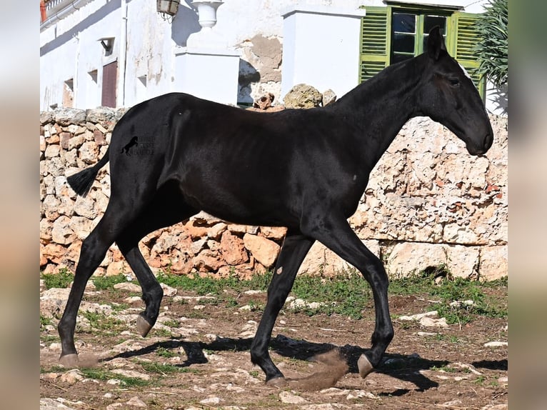Minorquin Jument Poulain (03/2025) 165 cm Noir in Menorca