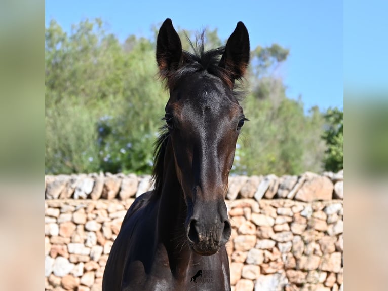 Minorquin Jument Poulain (04/2026) 165 cm Noir in Menorca