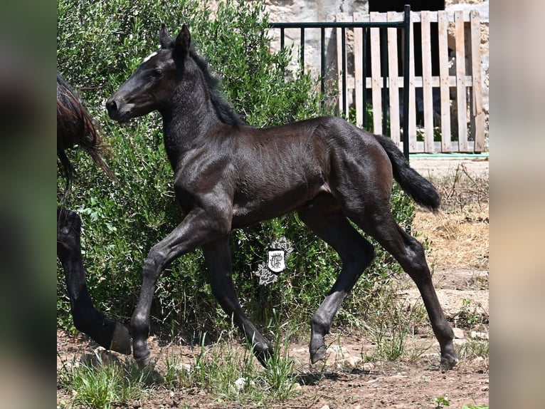 Minorquin Jument  165 cm Noir in Menorca