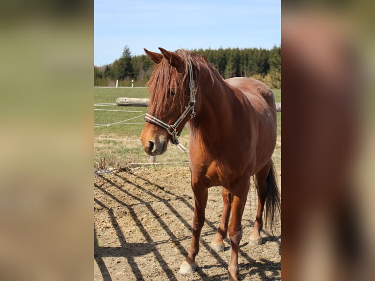 Missouri Fox Trotter Klacz 10 lat 153 cm Kasztanowata in Altusried