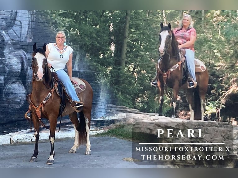 Missouri Fox Trotter Mix Klacz 12 lat 142 cm Gniadodereszowata in Princeton, WV