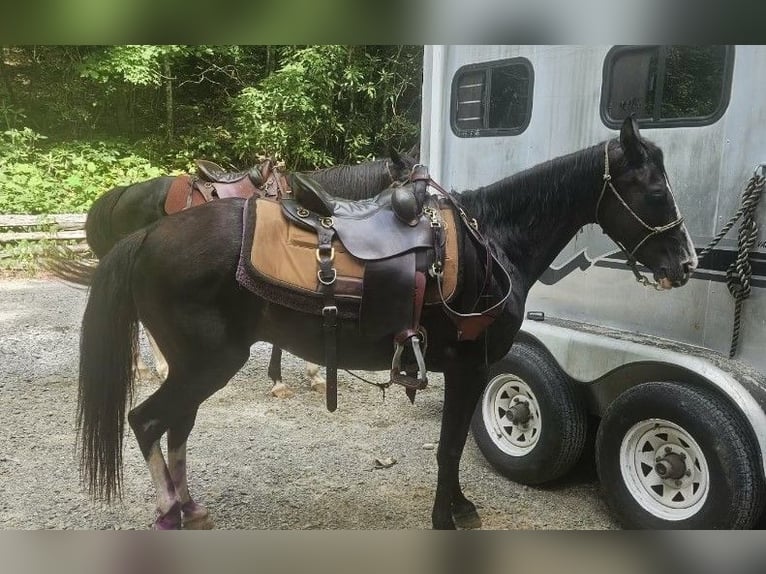 Missouri Fox Trotter Klacz 13 lat 142 cm Sabino in Canton