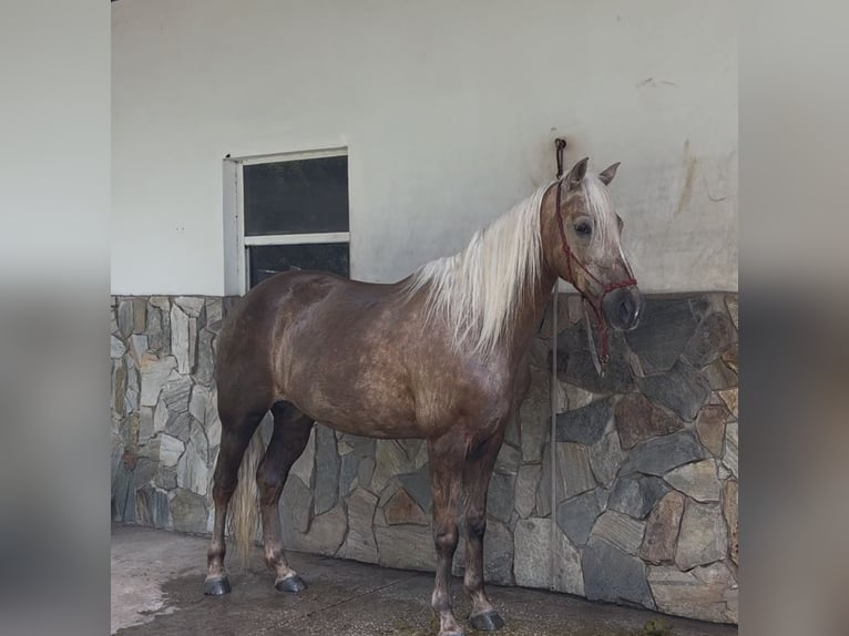 Missouri Fox Trotter Klacz 15 lat 152 cm Izabelowata in Malabar, FL