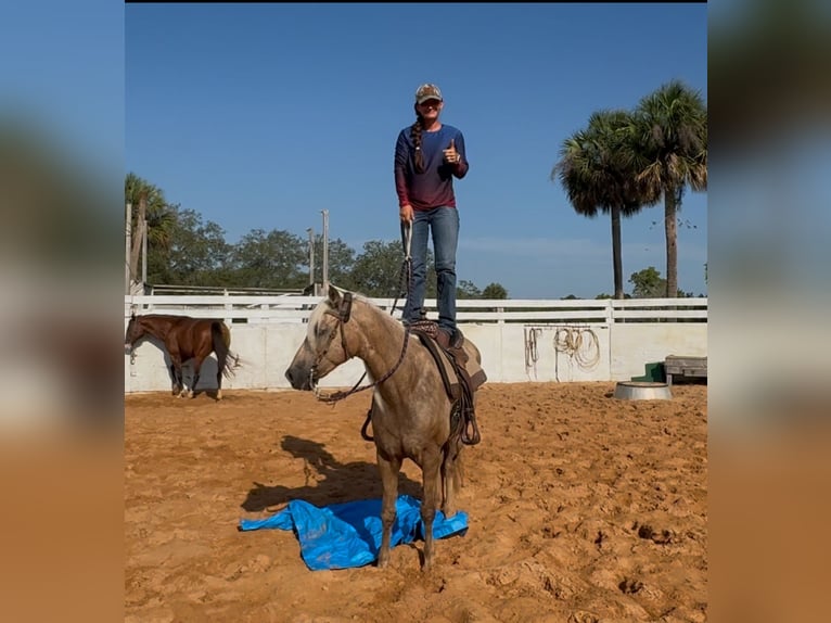 Missouri Fox Trotter Klacz 15 lat 152 cm Izabelowata in Malabar, FL