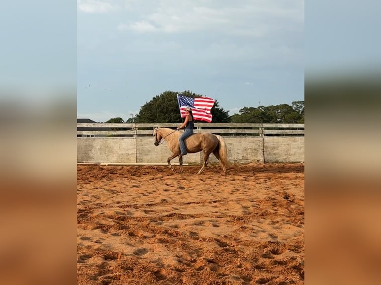 Missouri Fox Trotter Klacz 15 lat 152 cm Izabelowata in Malabar, FL