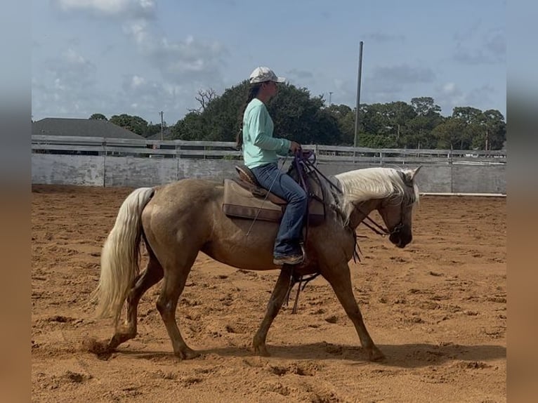 Missouri Fox Trotter Klacz 15 lat 152 cm Izabelowata in Malabar, FL
