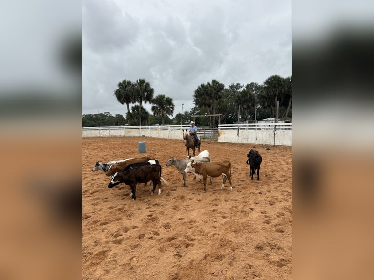 Missouri Fox Trotter Klacz 15 lat 152 cm Izabelowata in Malabar, FL