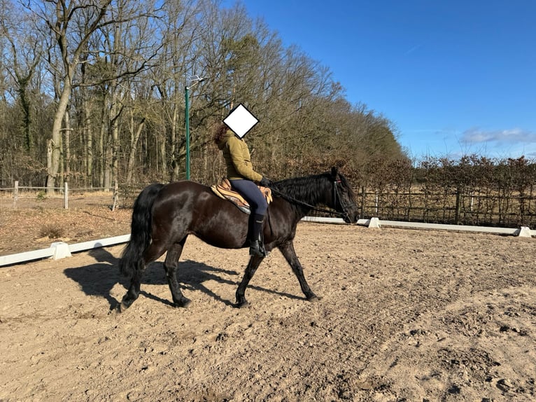 Missouri Fox Trotter Klacz 17 lat 148 cm Kara in Zehdenick