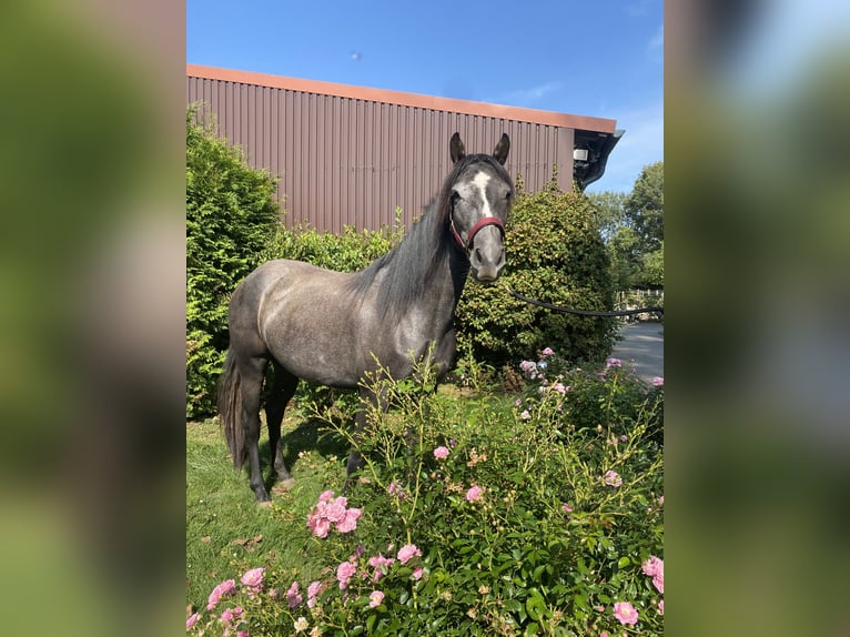 Missouri Fox Trotter Klacz 3 lat 145 cm Może być siwy in Stadtallendorf