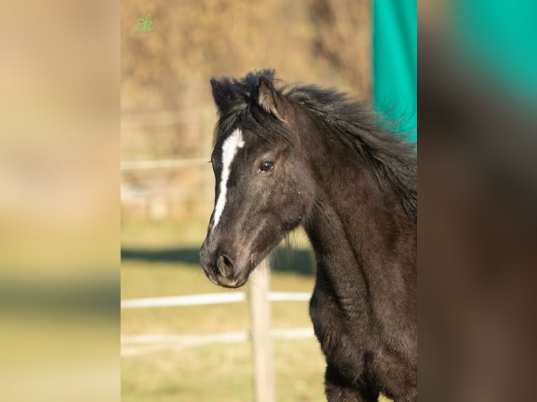 Missouri Fox Trotter Klacz 3 lat 145 cm Może być siwy in Stadtallendorf