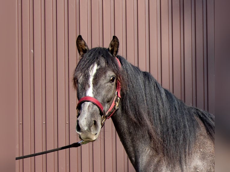 Missouri Fox Trotter Klacz 3 lat 145 cm Może być siwy in Stadtallendorf