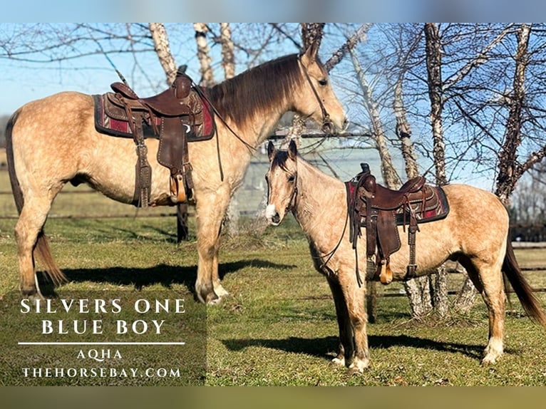 Missouri Fox Trotter Klacz 4 lat 150 cm Jelenia in Houston, MO