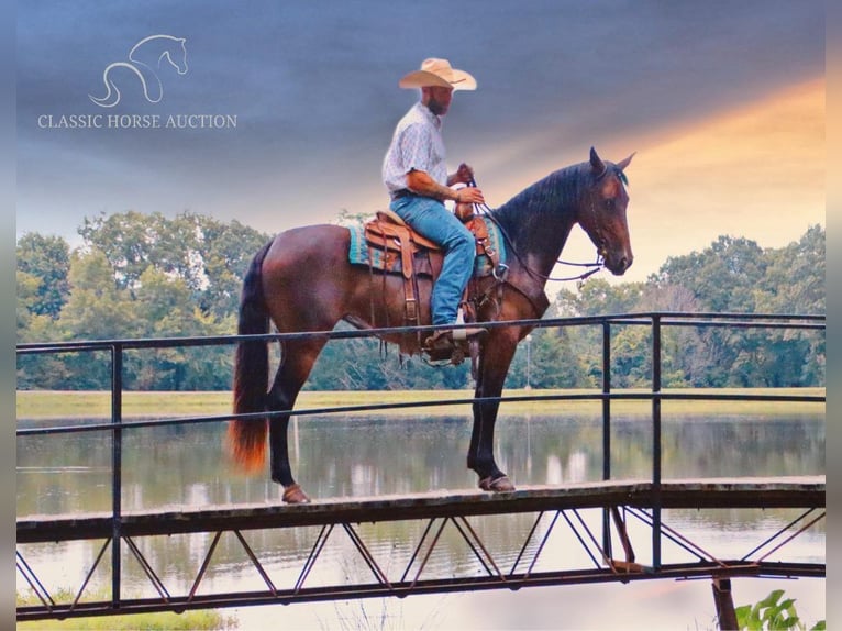 Missouri Fox Trotter Klacz 4 lat 152 cm Gniada in Gerald, MO