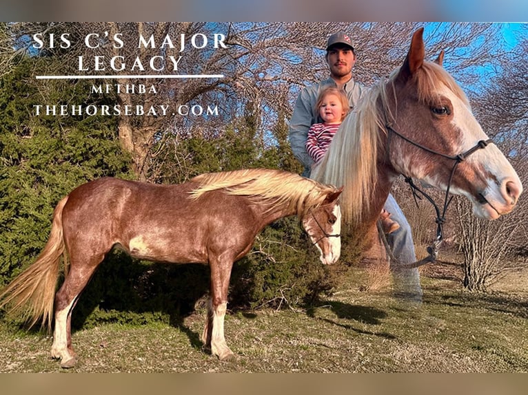 Missouri Fox Trotter Klacz 4 lat 155 cm Sabino in Mound City, KS