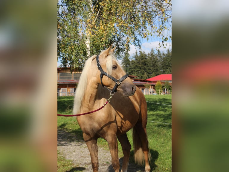 Missouri Fox Trotter Klacz 5 lat 150 cm Izabelowata in Altusried