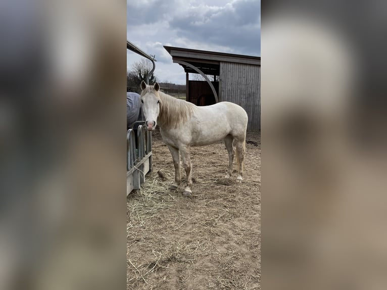 Missouri Fox Trotter Klacz 5 lat 151 cm Szampańska in Biesenthal