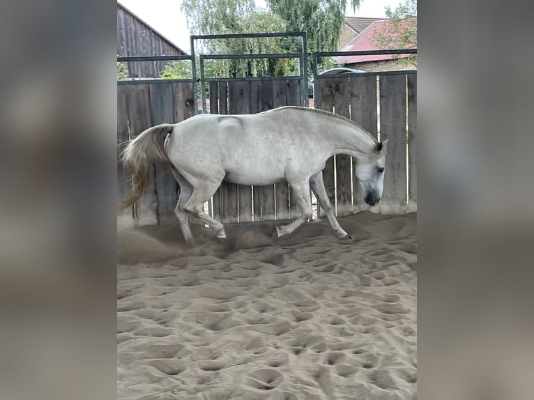 Missouri Fox Trotter Klacz 5 lat 151 cm Szampańska in Biesenthal