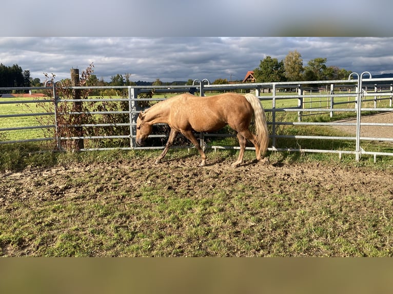 Missouri Fox Trotter Klacz 6 lat 150 cm Izabelowata in Altusried