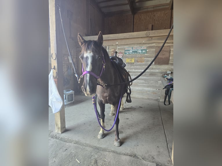 Missouri Fox Trotter Klacz 8 lat 142 cm Kara in Dayton, OH