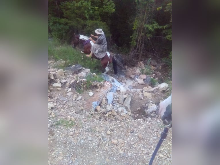 Missouri Fox Trotter Ogier 3 lat 140 cm Tobiano wszelkich maści in Gainesville, MO